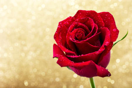 Red rose on golden glitter valentines day background.Love concept. Copyspace.の写真素材