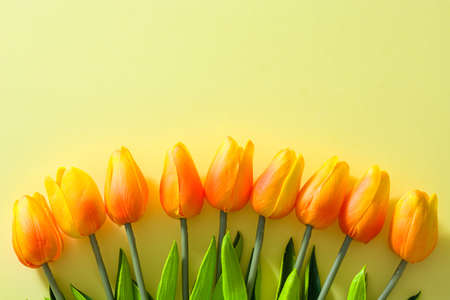 Tulips on yellow background. Copyspace.