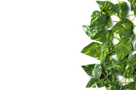 tropical leaves. Green leaves on white background. Top view copyspace. Tropical conceptの写真素材