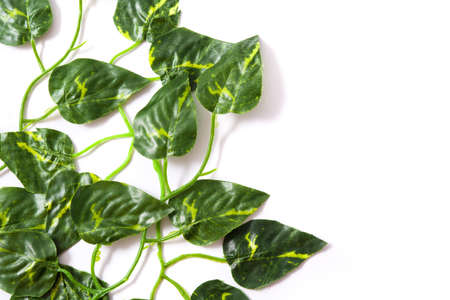 tropical leaves. Green leaves on white background. Top view copyspace. Tropical conceptの写真素材