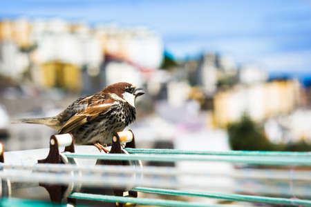 Bird on a clothesline with city backgroundの写真素材