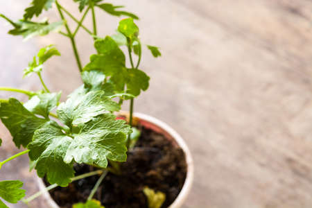 Pots with parsley on wooden table. Copyspaceの写真素材