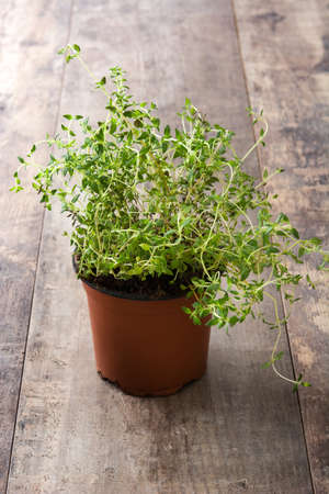 Pot with thyme plant on wooden tableの写真素材