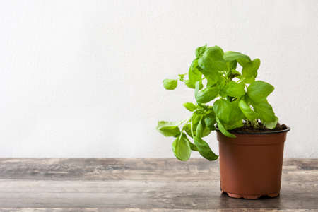 Pot with basil leaf on wooden table. Copyspaceの写真素材