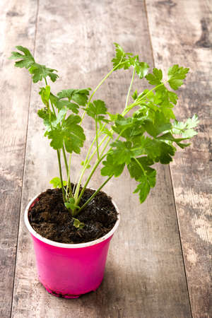 Pots with parsley on wooden table.の写真素材