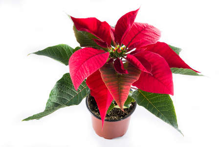 Christmas poinsettia flower isolated on white backgroundの写真素材