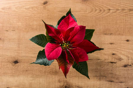 Christmas poinsettia flower on wooden table. Top view.の写真素材