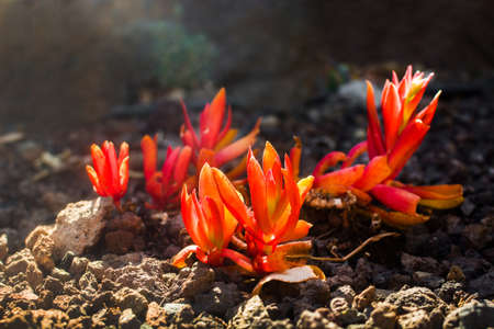 Desert cactus flower landscape in the garden