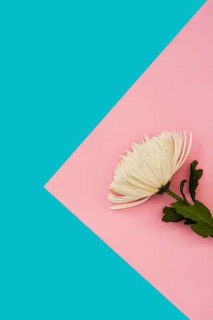 white chrysanthemum flower on pink and blue background. Copy spaceの写真素材