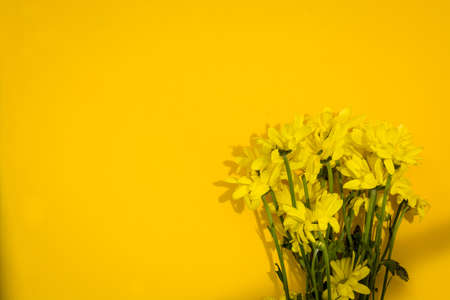 Yellow chrysanthemum bouquet on yellow backgroundの写真素材