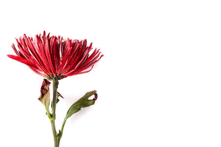 Red and white flower isolated on white background.の写真素材