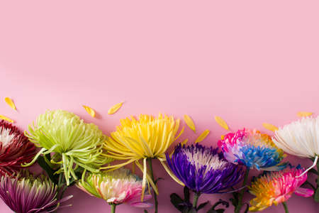 Variety of colorful spring flowers on pink backgroundの写真素材