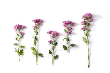 Violet chrysanthemum flowers bouquet isolated on white background