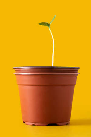 Watermelon seeding growing in a potの写真素材