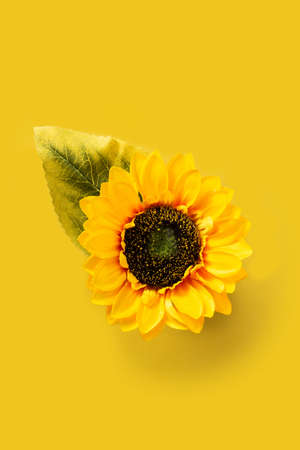 Sunflower on yellow backgroundの写真素材