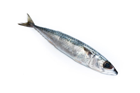 Raw mackerel isolated on white backgroundの写真素材