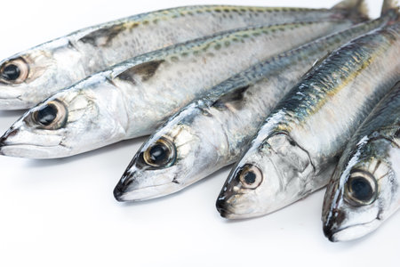 Raw mackerel isolated on white backgroundの写真素材