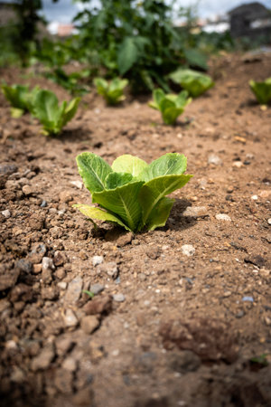 A small lettuce plant growing in a garden bed with dry soil.