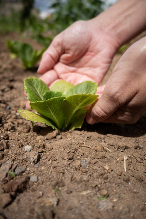 Close-up of a human hand gently touching a small lettuce plant growing in a vegetable garden.