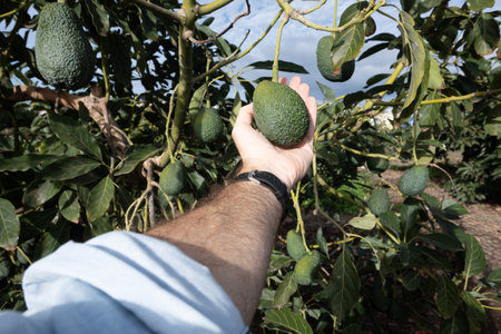 Manâs hand picking an avocado from a treeの写真素材