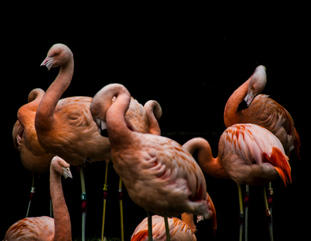 FLOCK OF FLAMINGOSの写真素材