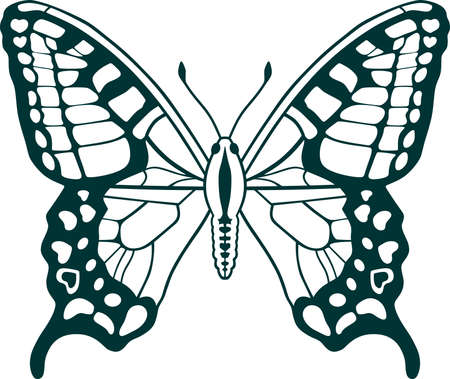 the black and white butterflyのイラスト素材