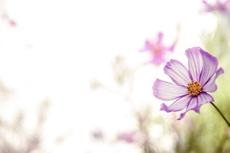 Background with nature theme of flowerの写真素材