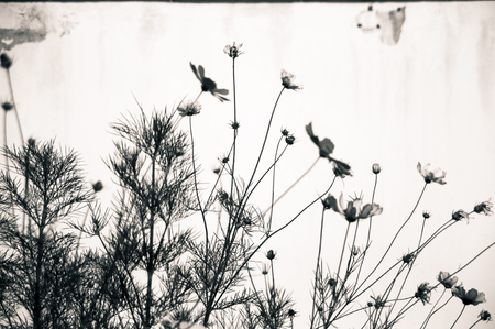 Closeup of plantの写真素材