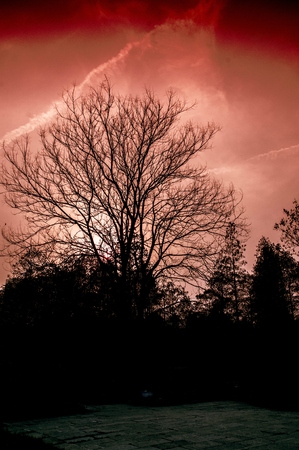 Closeup view of a treeの写真素材