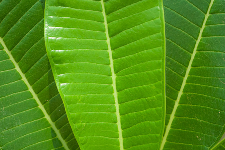 green leafesの写真素材