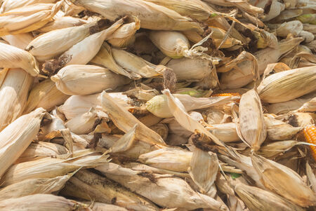 many cornsの写真素材