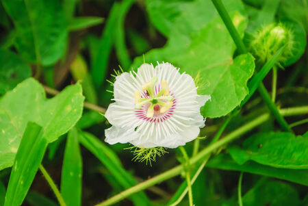 Special Type Wild White Flowerの写真素材