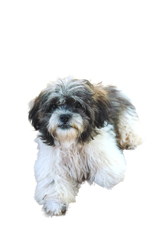 Closeup of a beautiful dog over white backgroundの写真素材