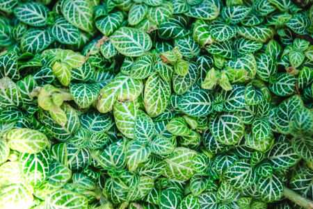 Background from young green leaves