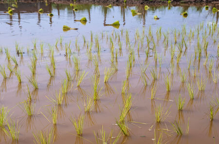 rice field close upの写真素材