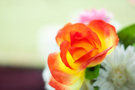 Closeup roseの写真素材
