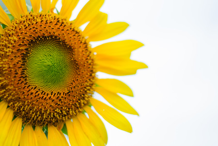 close up of the sunflower plantの写真素材