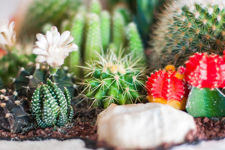 Cactusの写真素材