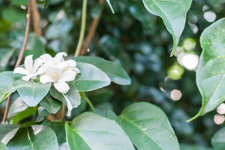 white flowers in bloomの写真素材
