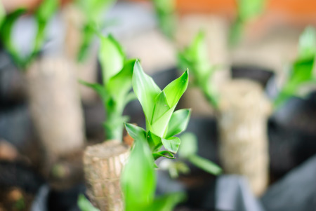 Green plantの写真素材