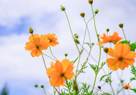 Yellow flower closeup on the blue sky backgroundの写真素材