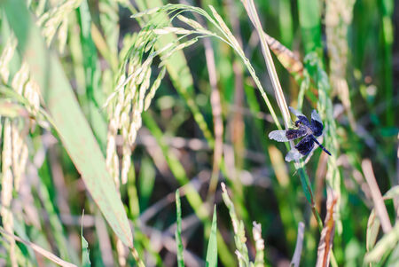 Rice plant in rice field imageの写真素材