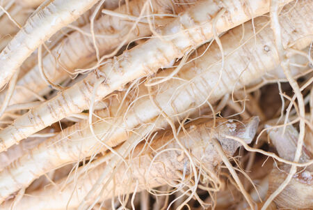 ginseng plant image on stockphotoの写真素材