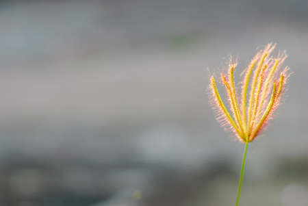 Happy meadow. Abstract summer backgroundsの写真素材