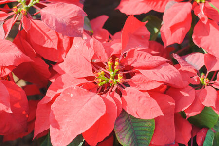 Bright christmas red poinsettia flower horizontal backgroundの写真素材