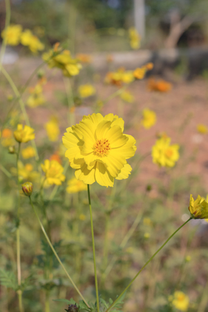 The yellow cosmos flowers in the gardenの写真素材