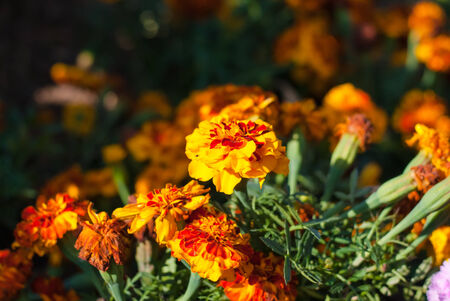 French Marigold Flower Or Tagetes Patula Blossomの写真素材