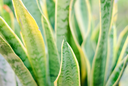 Sansevieria (mother-in-law's tongue) , Sansevieria leaves Backgroundの写真素材