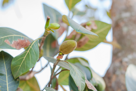 Bunch of Baby Jackfruits with leaf Background Copy Space Closeupの写真素材