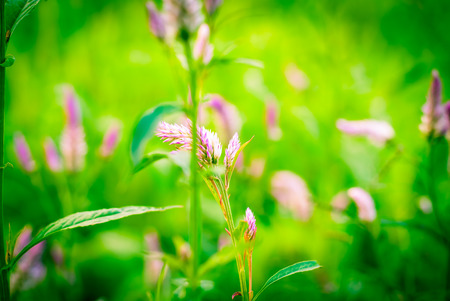 Celosia or Wool flowers or Cockscomb flower in the garden or nature parkの写真素材